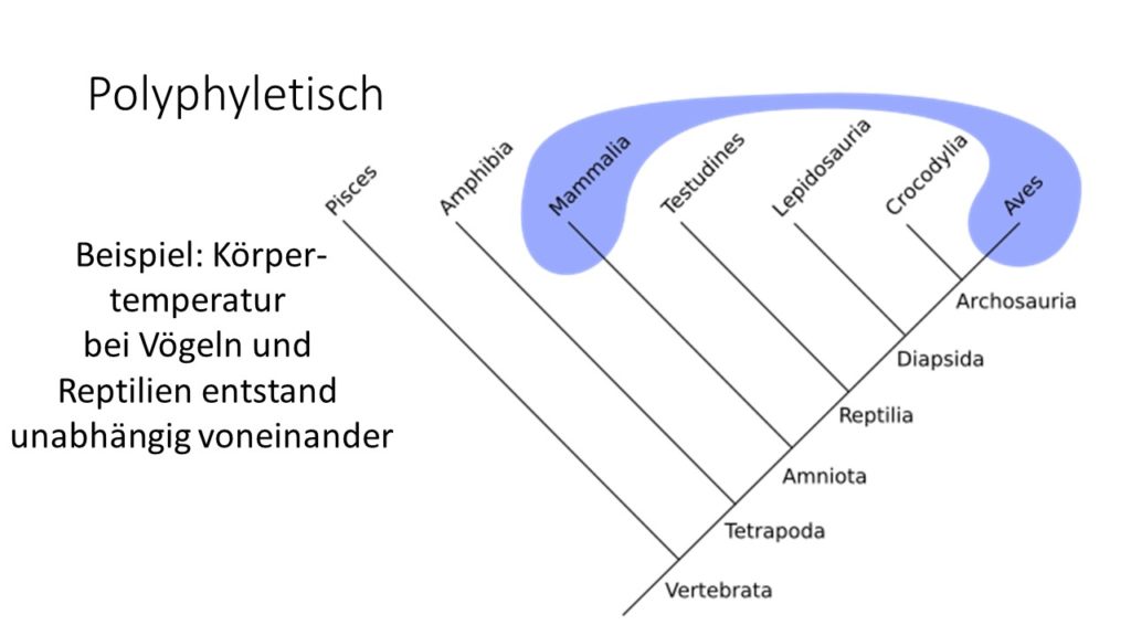 Phylogenetische Systematik Teil Kladistik Darwinator