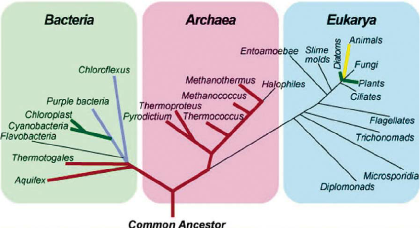 Phylogenetische Systematik Teil Stammbaum Des Lebens Darwinator