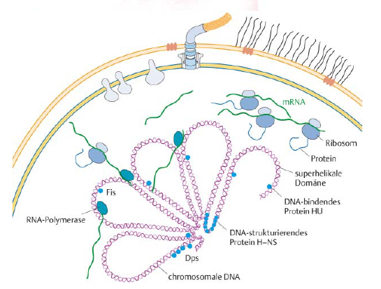 Molekularbiologie Der Zelle Teil Dna Chromosomen Genom Darwinator