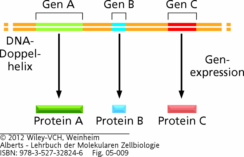 Molekularbiologie Der Zelle Teil Von Der Dna Zum Protein Darwinator