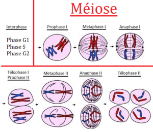 Unterschied mann frau meiose