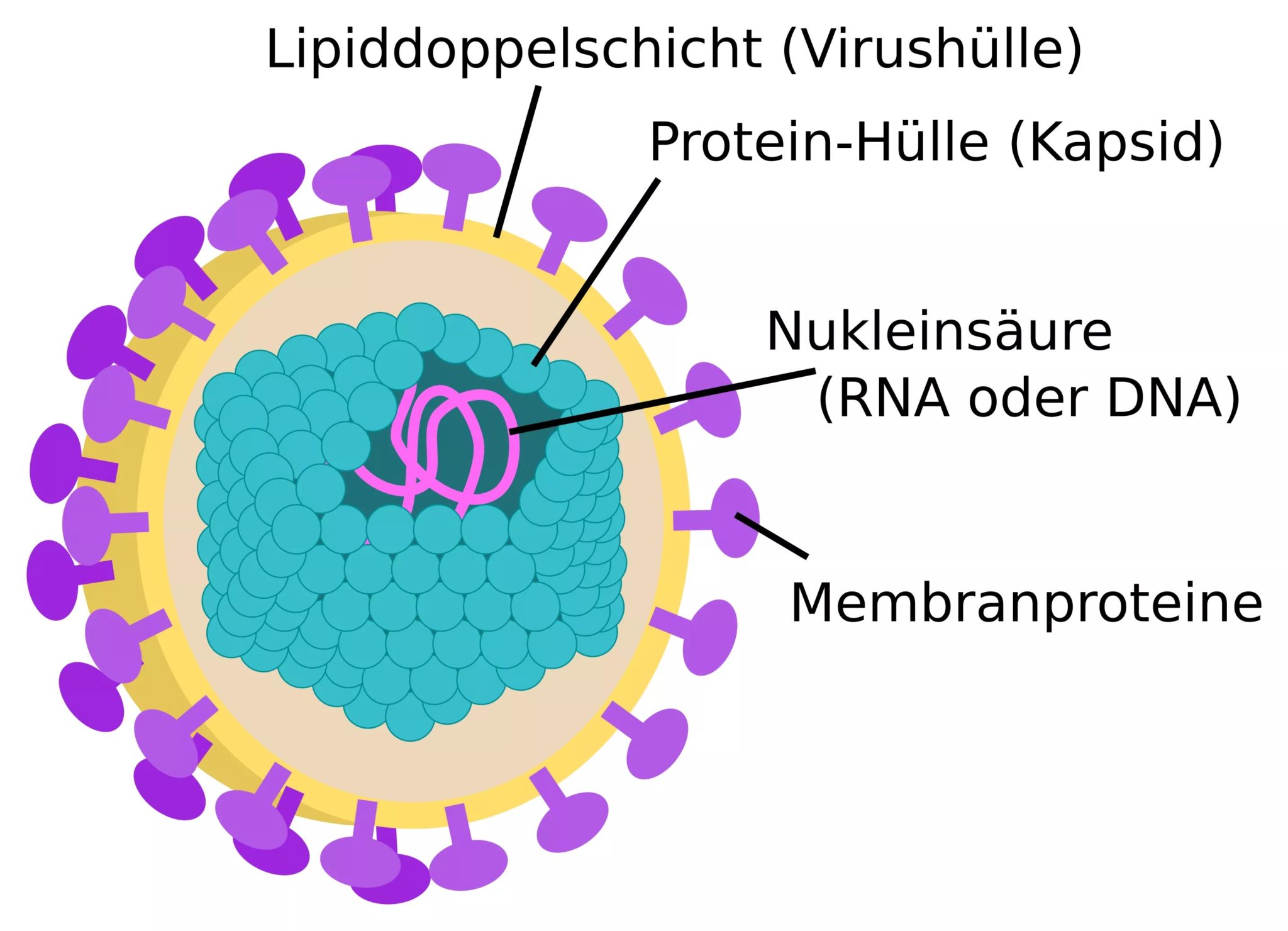 Die Evolution des CoronaVirus »