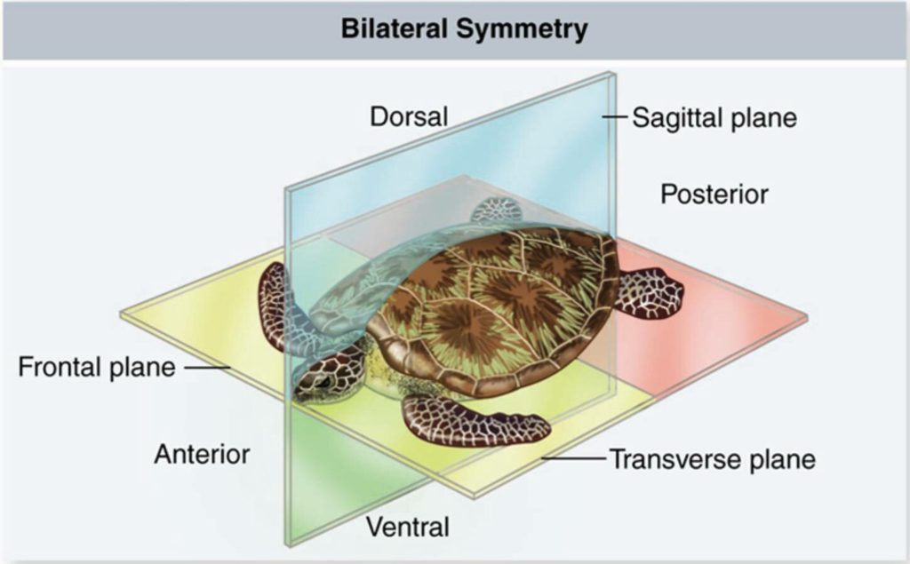 Bilateral Symmetry 1024x635 