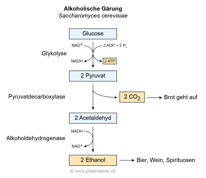 Molekularbiologie der Zelle Teil 6: Zellatmung » Darwinator