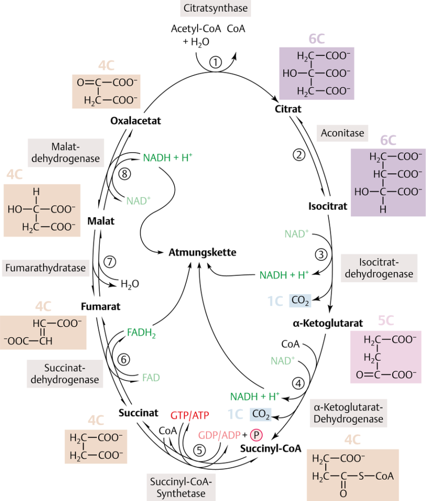 Wo Findet Der Citratzyklus Statt Molekularbiologie der Zelle Teil 6: Zellatmung » Darwinator
