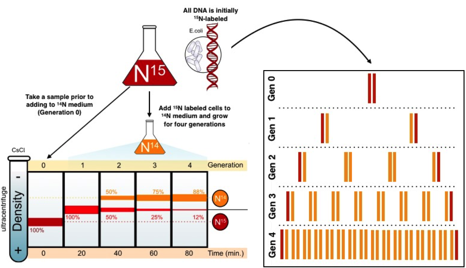 molekularbiologie-der-zelle-teil-9-dna-replikation-internet-evoluzzer