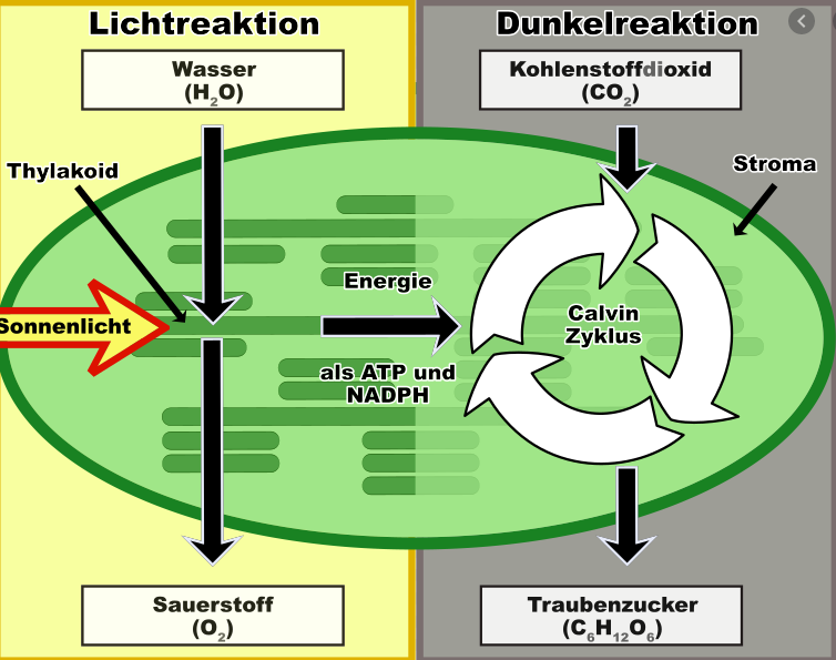 Molekularbiologie Der Zelle Teil 7: Photosynthese » Darwinator