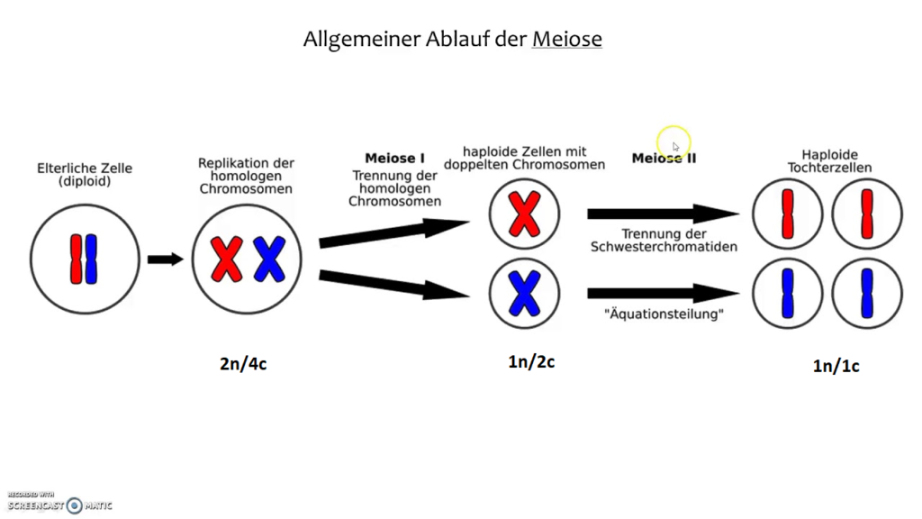 Molekularbiologie Der Zelle Teil 14: Meiose, Rekombination Und ...