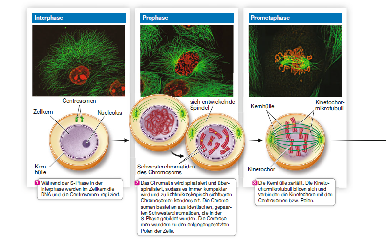 Molekularbiologie Der Zelle Teil 13: Mitose Und Zellzyklus » Darwinator
