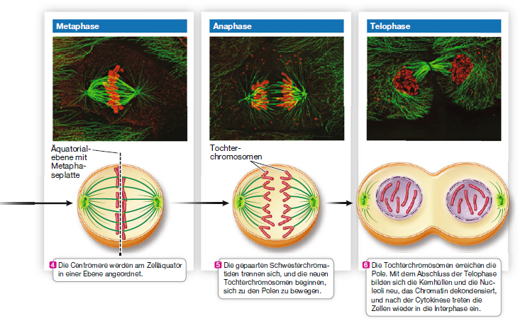 Molekularbiologie Der Zelle Teil 13: Mitose Und Zellzyklus » Darwinator