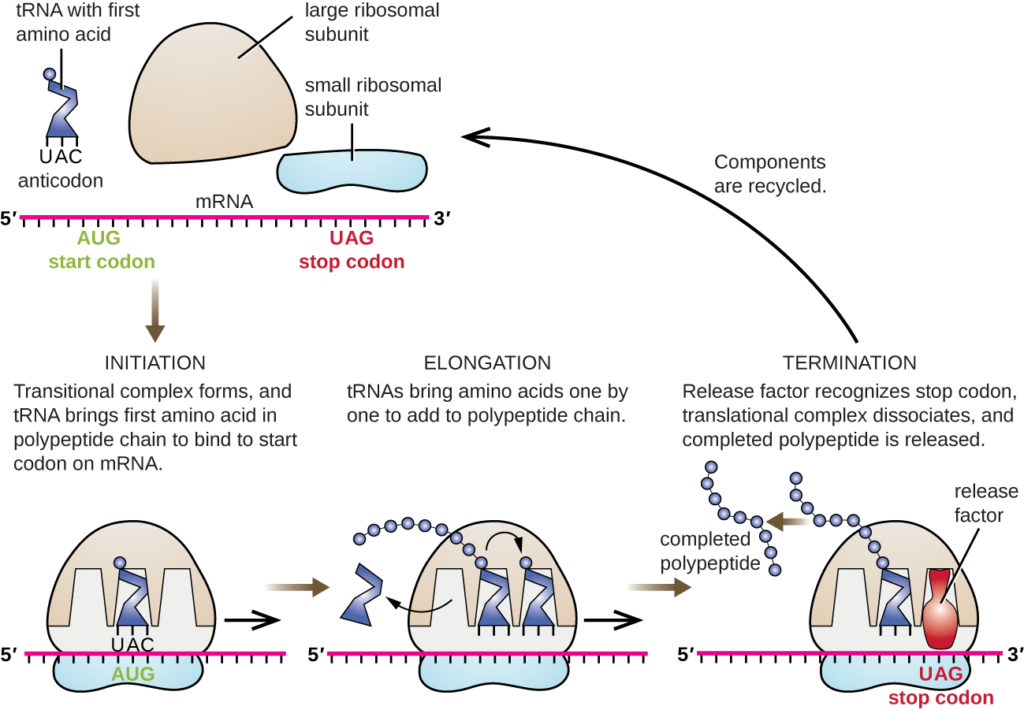 Von Der Dna Zum Protein Molekularbiologie der Zelle Teil 10: Von der DNA zum Protein » Darwinator