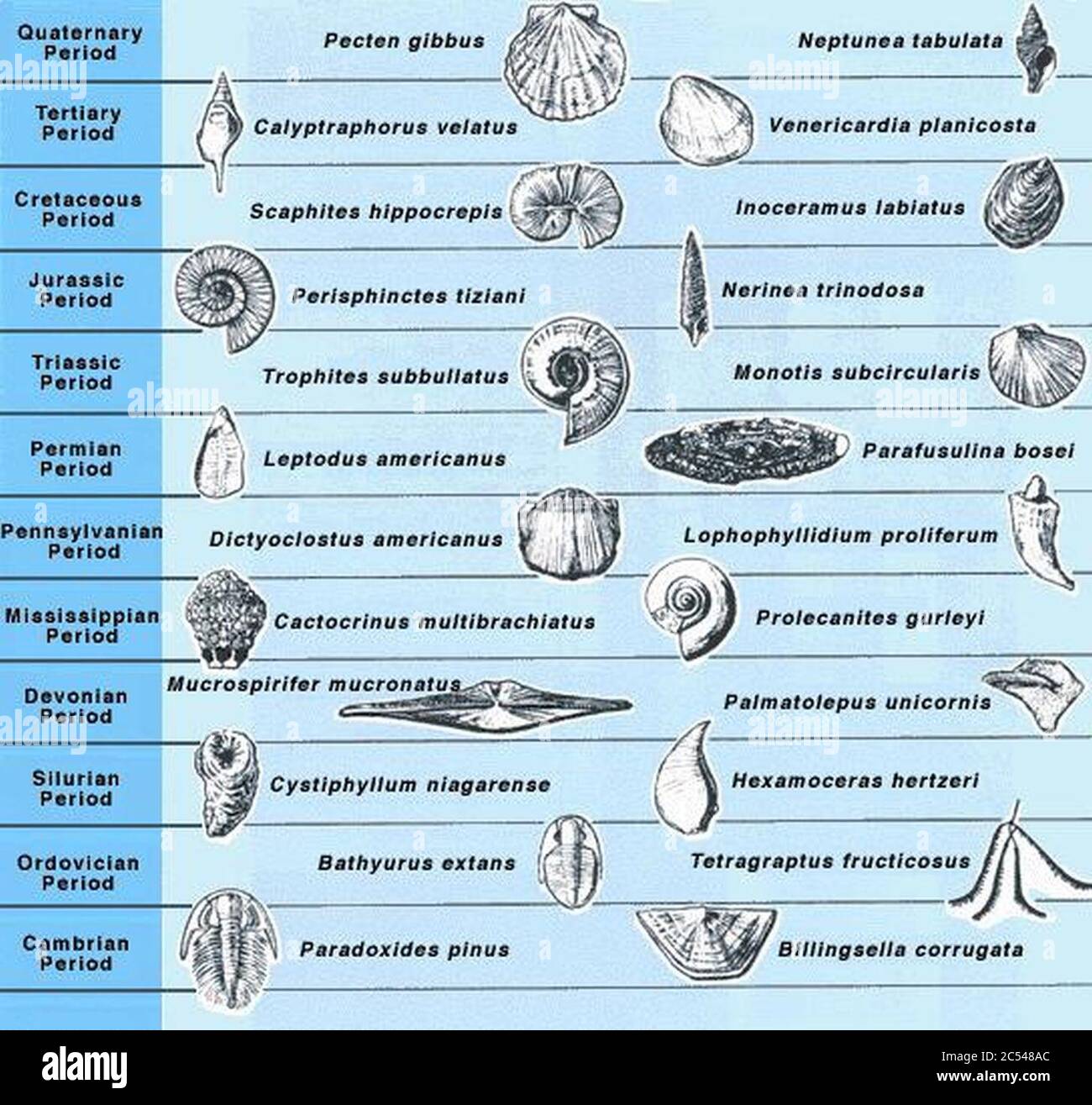 Fossil Identification Lab Answer Key