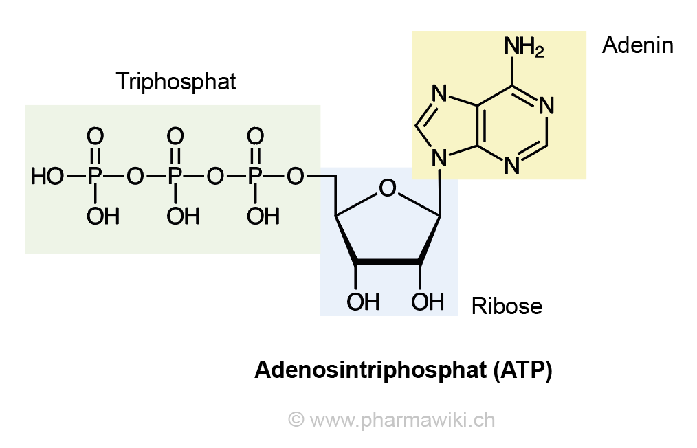 Was Ist Atp Einfach Erklärt Die Entstehung des Lebens Teil 4: Präbiotische Synthese von