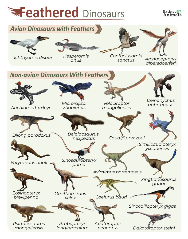 Fossilien Als Übergangsformen » Darwinator