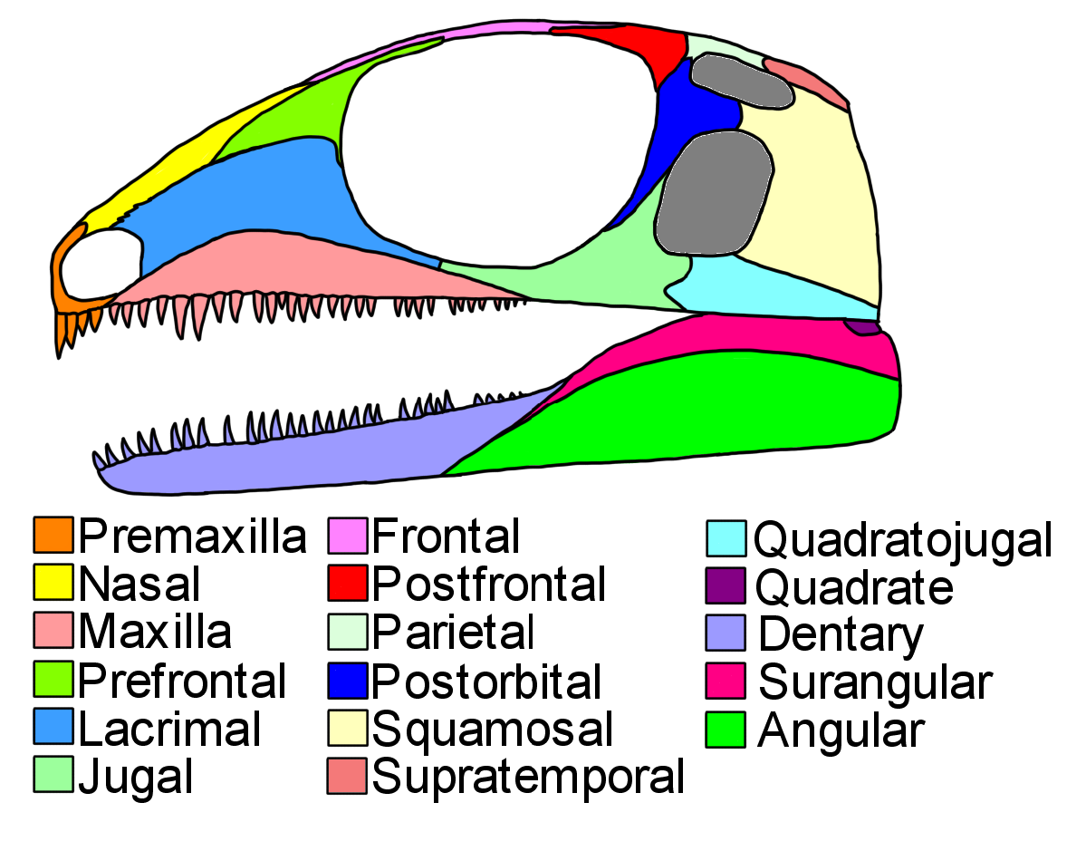 Vom Dino zum Vogel Teil 1 Was sind Dinosaurier?